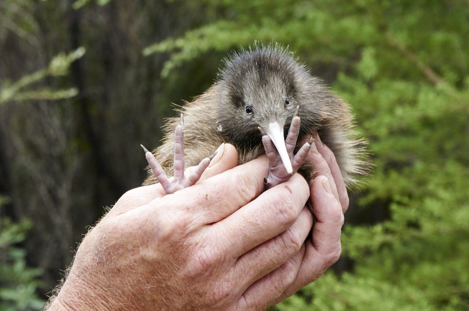 Curiosidades sobre a Nova Zelândia - Kiwi