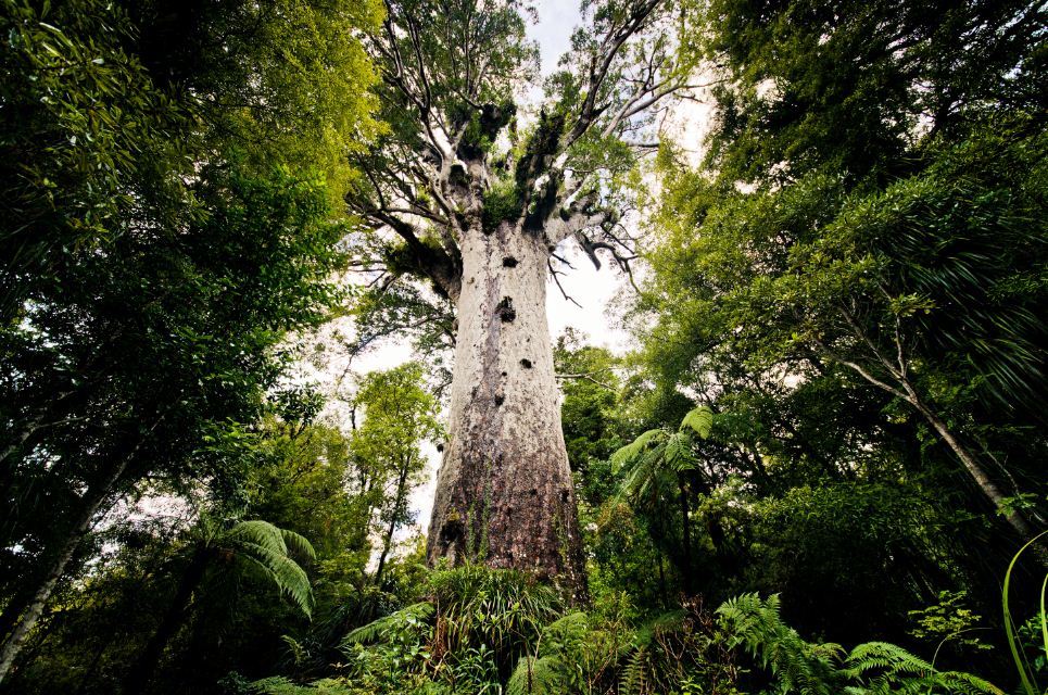 Kauri-Trees-na-Floresta-de-Waipoua-Nova-Zelândia