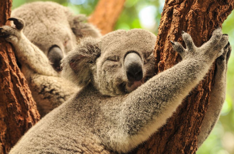 Lone-Pine-Koala-Sanctuary