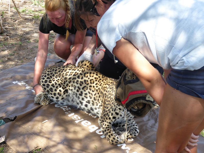 Projeto Voluntário Wildlife Conservation Na Namíbia